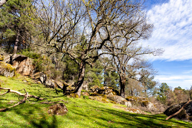 Primavera en el Valle de Iruelas. Sierra de Gredos. Avila.