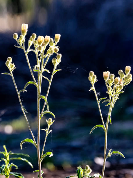 Wild plant in promavera
