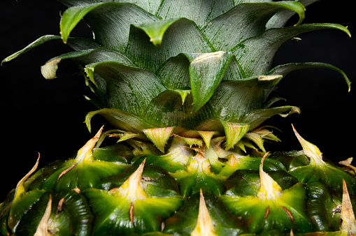 Macro photograph of a pineapple. Union of the crown and the fruit.