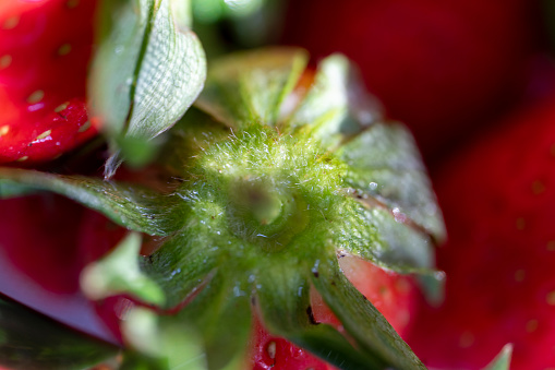 Organic ripe raspberry in human hand with blurred background