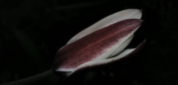 istock Strange Nature - dark and sexy flowers 1496168007