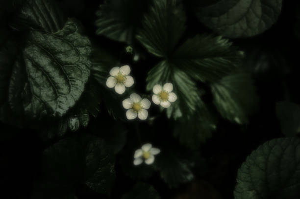 istock Strange Nature - dark and sexy flowers 1496168028