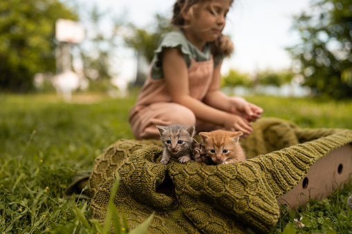 Little girl playing with cute little kittens outdoors in back yard.