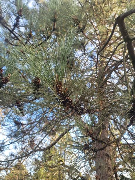 istock Evergreen tree in the garden 1496169340