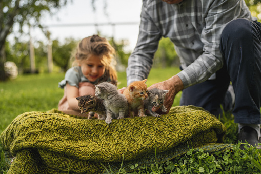 Little girl and her grandfather playing taking care of cute little kittens outdoors in back yard.