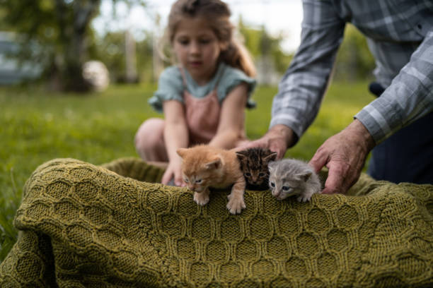 Little girl and her grandfather playing taking care of cute little kittens outdoors in back yard.