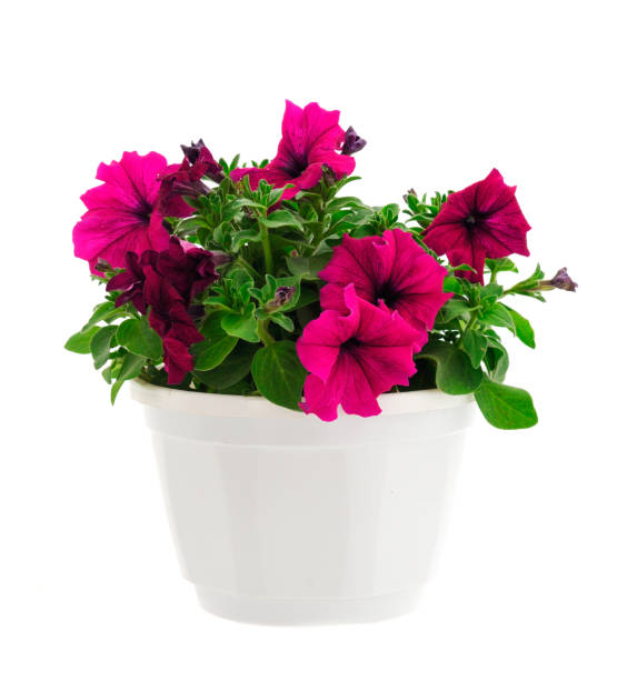 istock Saintpaulia in a pot. 1496170344
