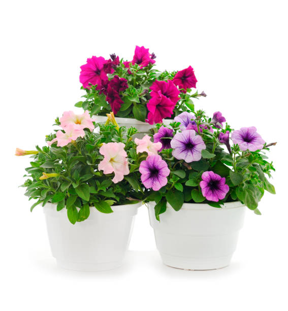 istock Saintpaulia in a pot. 1496170345