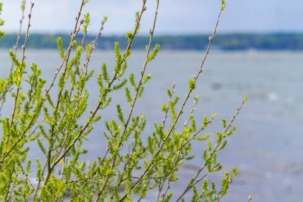 istock Flowering willow in front of the lake in spring 1496171857