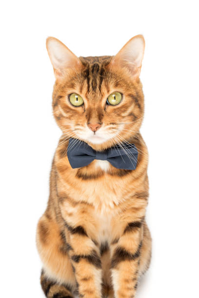 istock A cute red cat sits in a bow tie on a white background. 1496172534