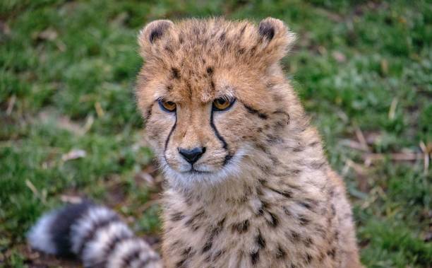 istock a cheetah looking directly to the side in its enclosure 1496173289