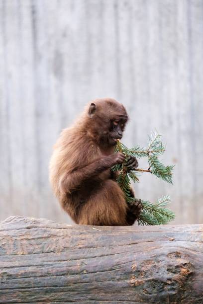 istock a monkey with an evergreen twig is sitting on a log and eating 1496173298