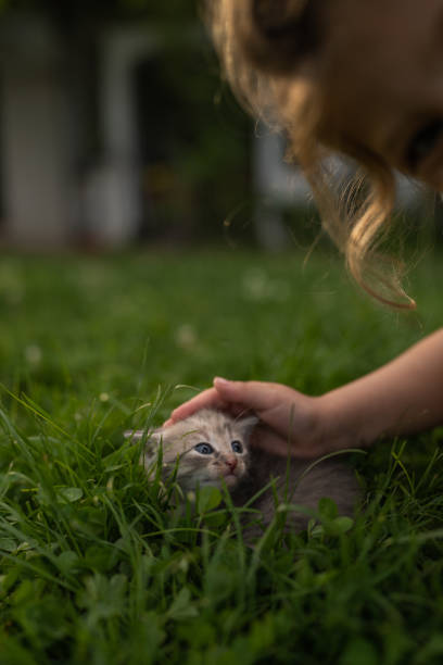 istock Little girl petting kitten 1496173351