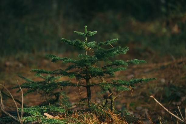 istock Majestic new young pine tree growing in the forest evergreen 1496173459