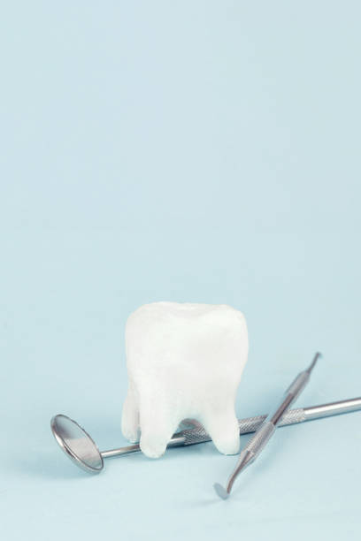 istock Tooth model and Dentist Professional tools medical equipment, teeth will good healthy. 1496174604