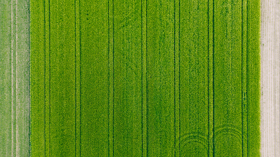 Wheat field top view, background texture. Agricultural field, young green wheat