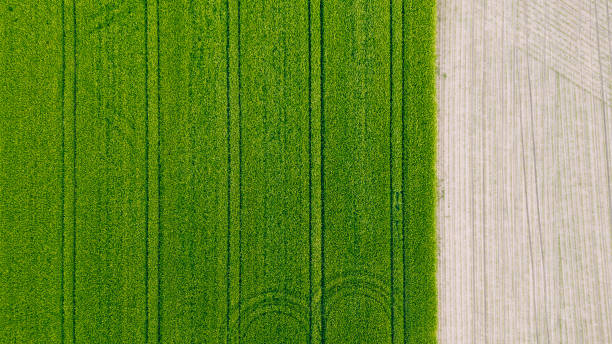 istock Wheat field top view, background texture. Agricultural field, young green wheat 1496174950