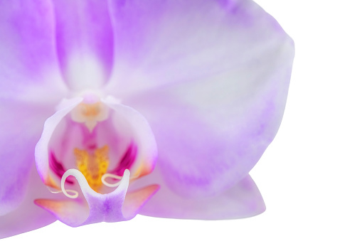 Orchid flowers isolated on black background. Beautiful nature background
