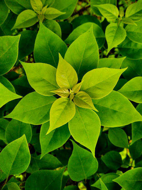 対称的な葉 - leafes plant nature new life ストックフォトと画像