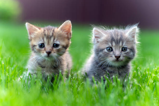 istock Two little kittens are sitting in the grass. 1496177415