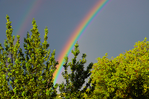 Rainbow between the trees in the city of Ancona (Marches, Italy)