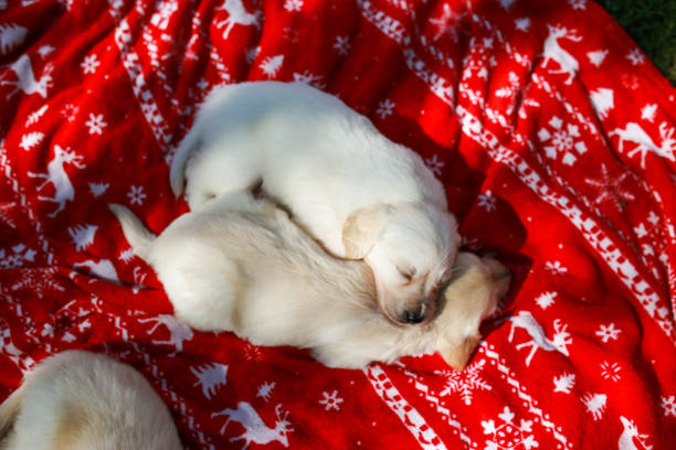 golden puppies are sleeping