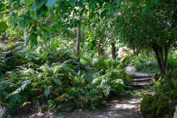 istock Ferns and foliage with winding footpath 1496179434
