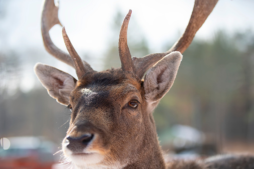 The muzzle of a deer with antlers behind the netting of an aviary close-up.