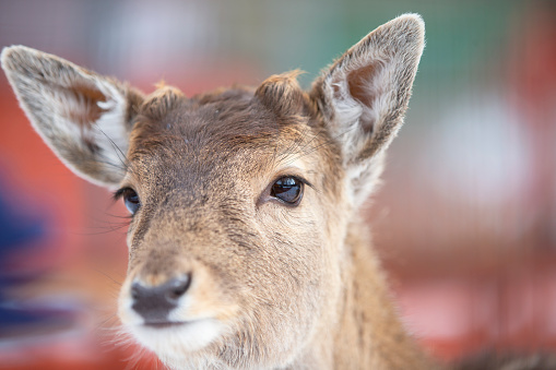 The muzzle of a deer with antlers behind the netting of an aviary close-up.