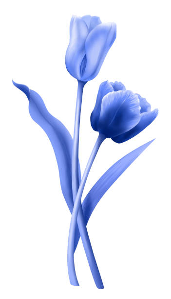Tulips China Blue Apart vector art illustration