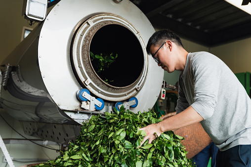 Capturing the Serene Ambiance of a Tea Factory with a tea master heat-drying tea