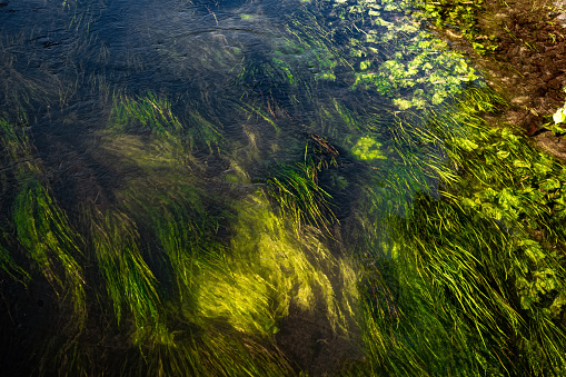 Underwater plants. Green river grasses and freshwater seaweeds on the bottom. Clear water surface