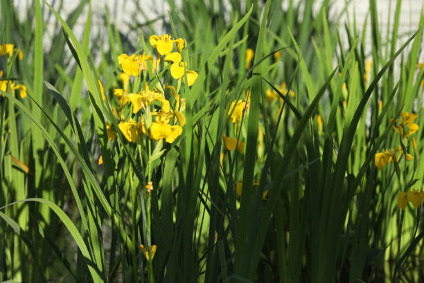 istock Yellow iris flowers in the garden 1496181635