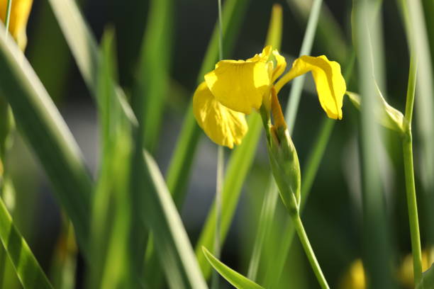 istock Yellow iris flowers in the garden 1496181663