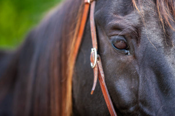 istock The eyes of a beautiful horse. 1496181704
