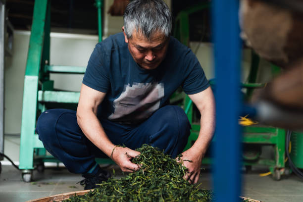 istock The elderly tea master inspects and organizes the tea leaves 1496181838