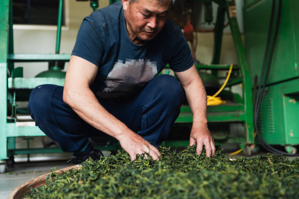 istock The elderly tea master inspects and organizes the tea leaves 1496182355