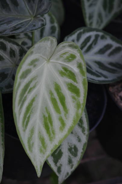 istock Various types of Anthurium crystallinum plants 1496182604