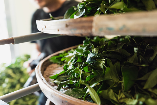 High angle view of a rustic wooden kitchen table with fresh herbs for cooking. The composition includes rosemary, parsley, basil, spearmint, peppermint, bay leaf, sage, oregano and thyme. Predominant colors are green and brown. High resolution 42Mp studio digital capture taken with SONY A7rII and Zeiss Batis 40mm F2.0 CF lens