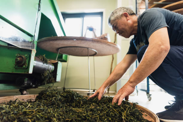 The elderly tea master inspects and organizes the tea leaves in tea facotry