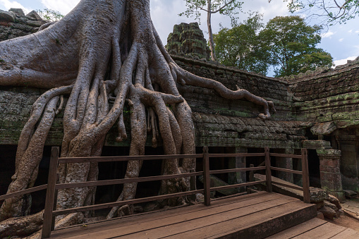 The famous Ta Prohm temple in the Angkor complex in Cambodia is notable for its architecture in which the roots of the surrounding jungle trees intertwine with the masonry of the ancient temples.