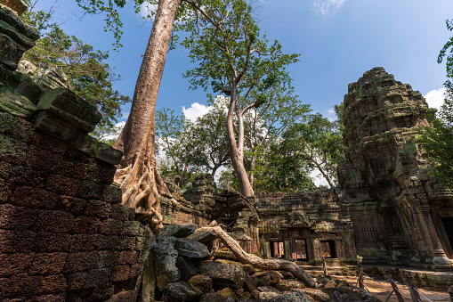 The famous Ta Prohm temple in the Angkor complex in Cambodia is notable for its architecture in which the roots of the surrounding jungle trees intertwine with the masonry of the ancient temples.