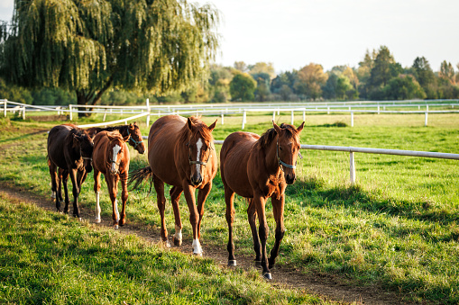 Herd of horses on pasture. Mare with foals walking at paddock. Thoroughbred horse family in animal farm