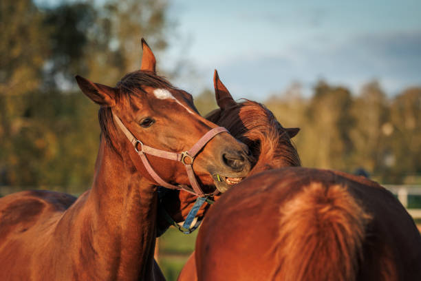 istock Two horses biting,scratching and grooming each other 1496184223