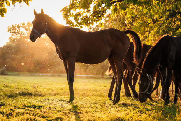 istock Thoroughbred horse foals in animal farm 1496184237