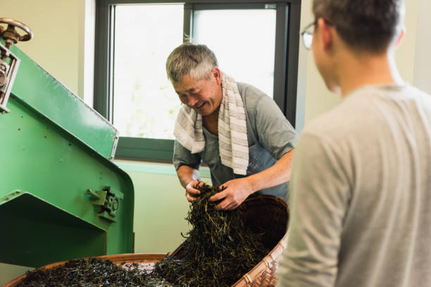 istock The tea-making father pass down their knowledge to son in tea factory 1496184454