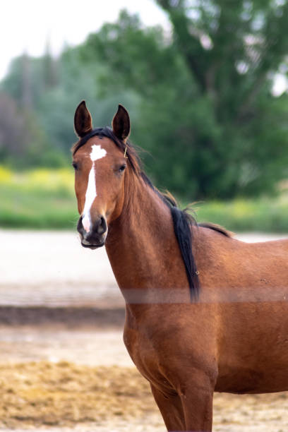 istock Purebred brown horse looking at the camera. 1496184931