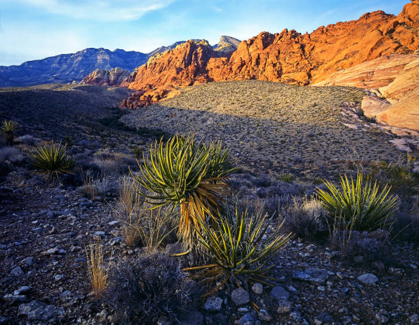 istock Red Rock Canyon in Nevada 1496186215