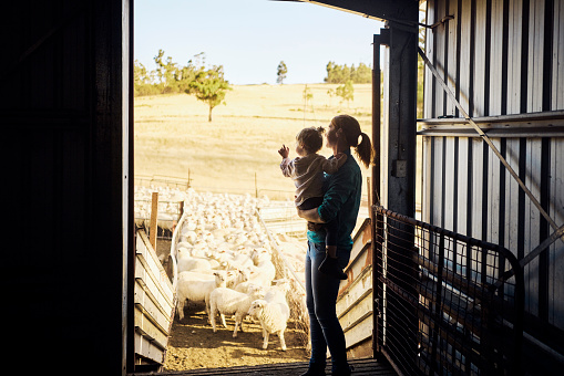 In the embrace of a tight-knit family, a resilient female farmer in Tasmania imparts the essence of sustainability and love for the land, weaving together the threads of agriculture, family values, and the care of their beloved sheep on their Australian farm.