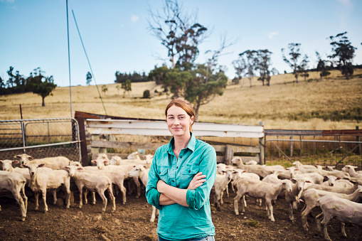 Amidst the idyllic landscapes of Tasmania, an Australian female farmer tends to her beloved sheep, showcasing her unwavering dedication to agriculture and livestock, embodying the strength and spirit of women in farming.